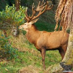 Book your new zealand hunting experience with www.basicinstincts.co.nz today!