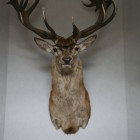 CLIENTS TROPHY MOUNTED