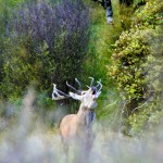 Book your Trophy hunting experience with www.basicinstincts.co.nz today!