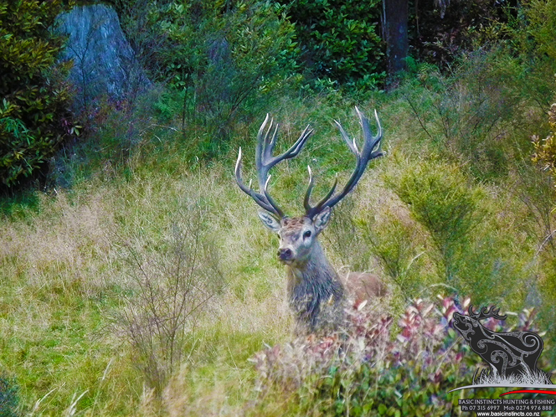 Book your Trophy hunting experience with www.basicinstincts.co.nz today!