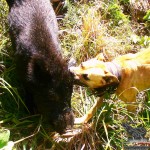 Book your New Zealand Hunting experience with www.basicinstincts.co.nz today!